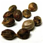 Семена марихуаны АК-47  (Seeds AK-47) в Кохме